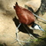 African Jacana